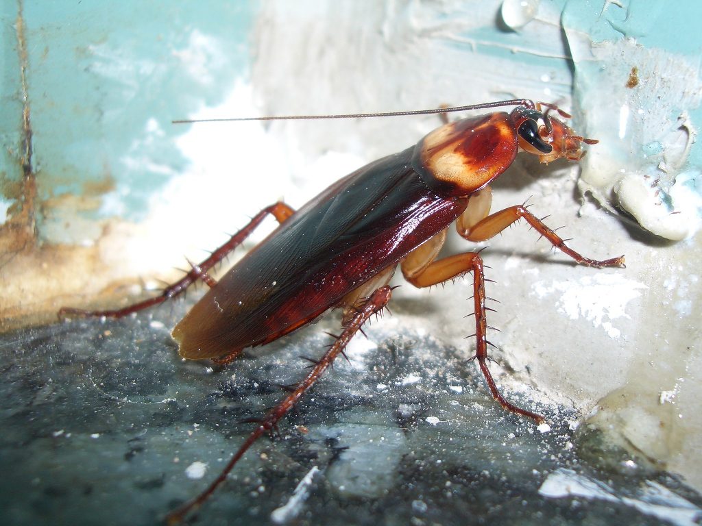 Nella foto una blatta americana. Impariamo a riconoscere i segnali di una infestazione da blatte